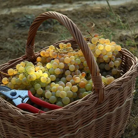 Il Poggio Di *